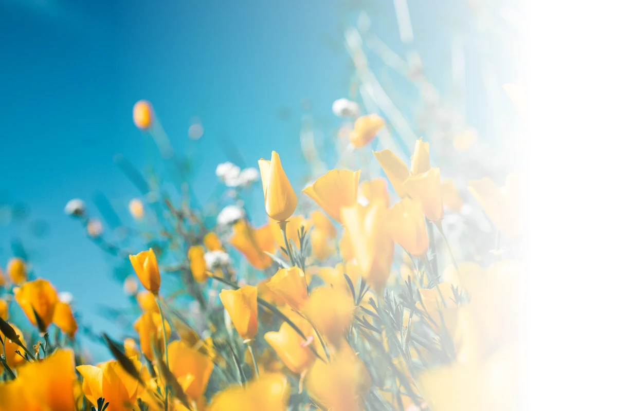 The flower photo with a white gradient baked onto the right side, showing an opaque white rectangle over a dark background